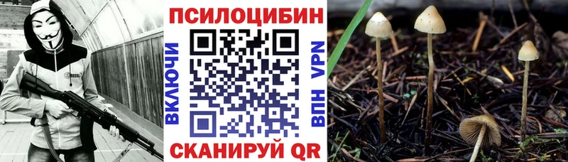 Псилоцибиновые грибы Psilocybe  Трубчевск 